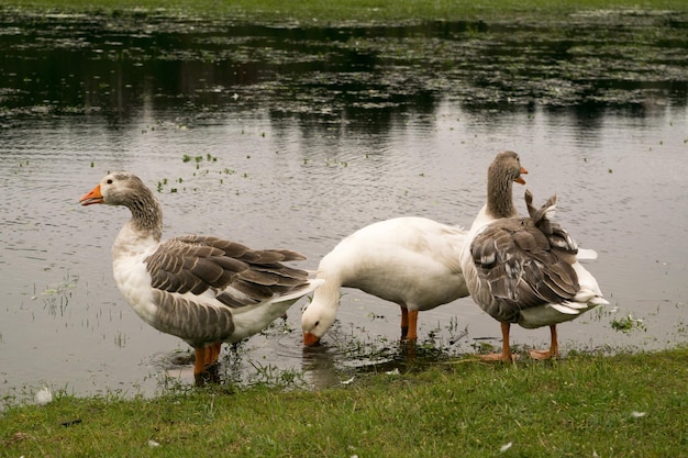 Groupe d'oies dans un parc