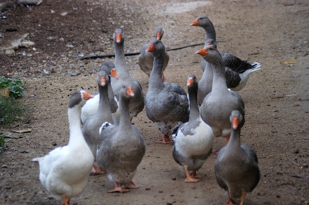 Un groupe d'oies en plein air