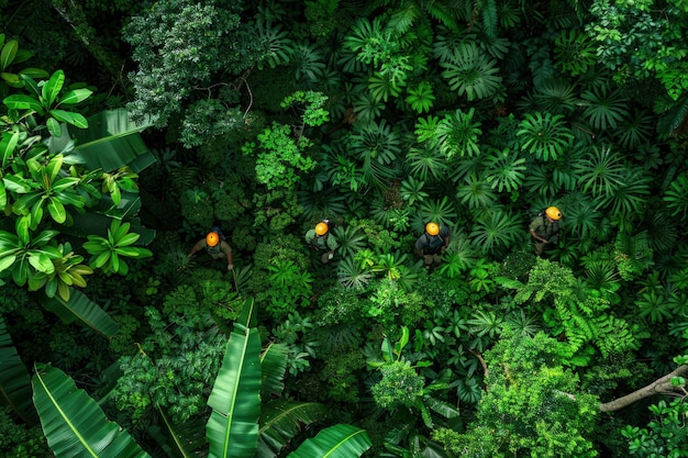 Un groupe d'oiseaux assis au sommet d'une forêt verte luxuriante