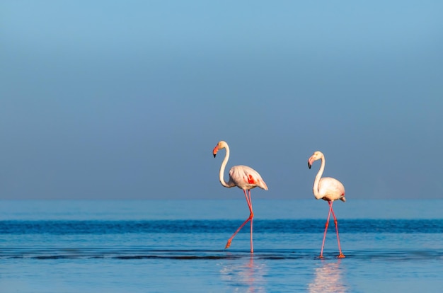 Groupe d'oiseaux de flamants roses africains se promenant dans le lagon bleu par une journée ensoleillée