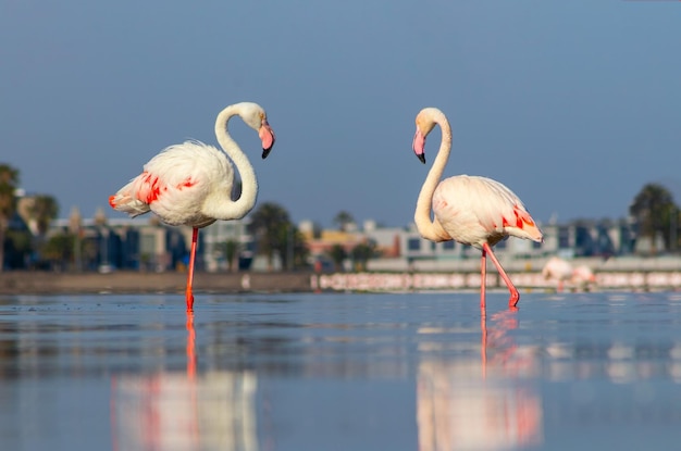 Groupe d'oiseaux de flamants roses africains se promenant dans le lagon bleu