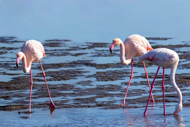 Groupe d'oiseaux flamants roses dans le lagon bleu par une journée ensoleillée