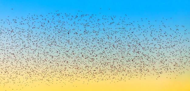 Un groupe d'oiseaux sur fond de ciel jaune bleu du soir