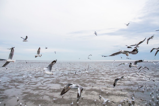 Groupe d'oiseaux de mouette volent.