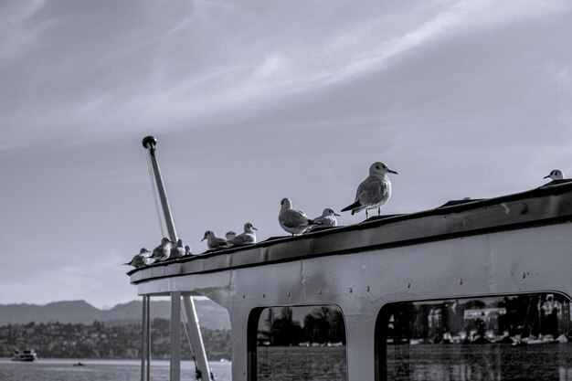 Le groupe d'oiseaux en noir et blanc sur le bateau du lac de Zurich