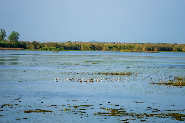 Groupe d&#39;oiseaux sauvages au milieu du lac avec champ vert et ciel bleu.