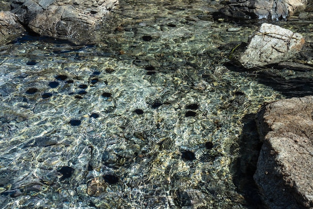 Un groupe d'oursins sous l'eau