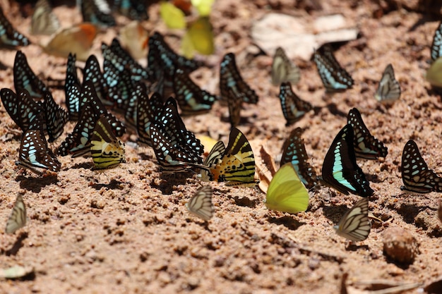 Groupe de papillons sur le sol