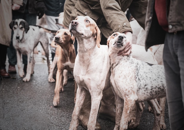 Groupe de personnes avec des chiens