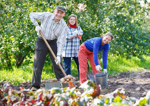 Un groupe de personnes déterrant des pommes de terre. Récolté