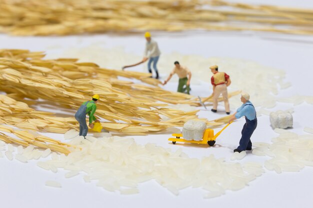Groupe de personnes miniatures récoltent des riz. Concept de travail d&#39;équipe commercial.
