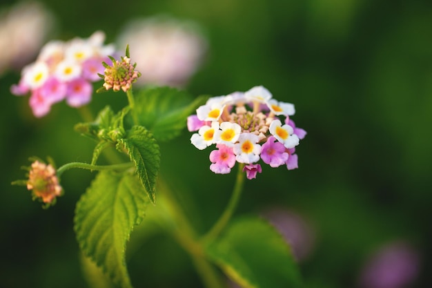 Un groupe de petites fleurs fragiles Lantana camara