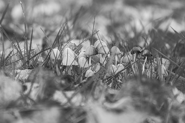 Un groupe de petits champignons en filigrane pris en noir et blanc sur le sol de la forêt