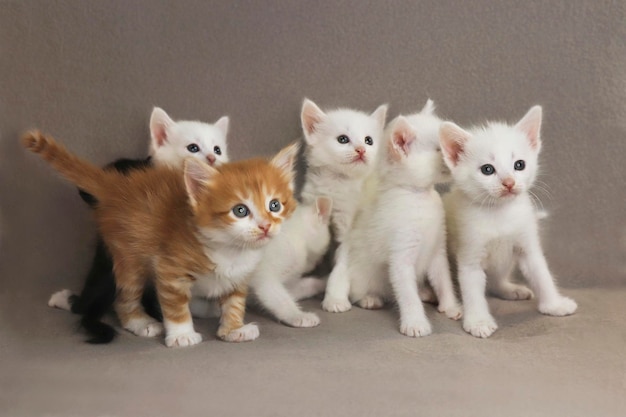 Un groupe de petits chatons de 1 mois sur fond gris