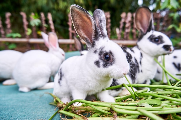 groupe de petits et mignons lapins mangeant de l'herbe