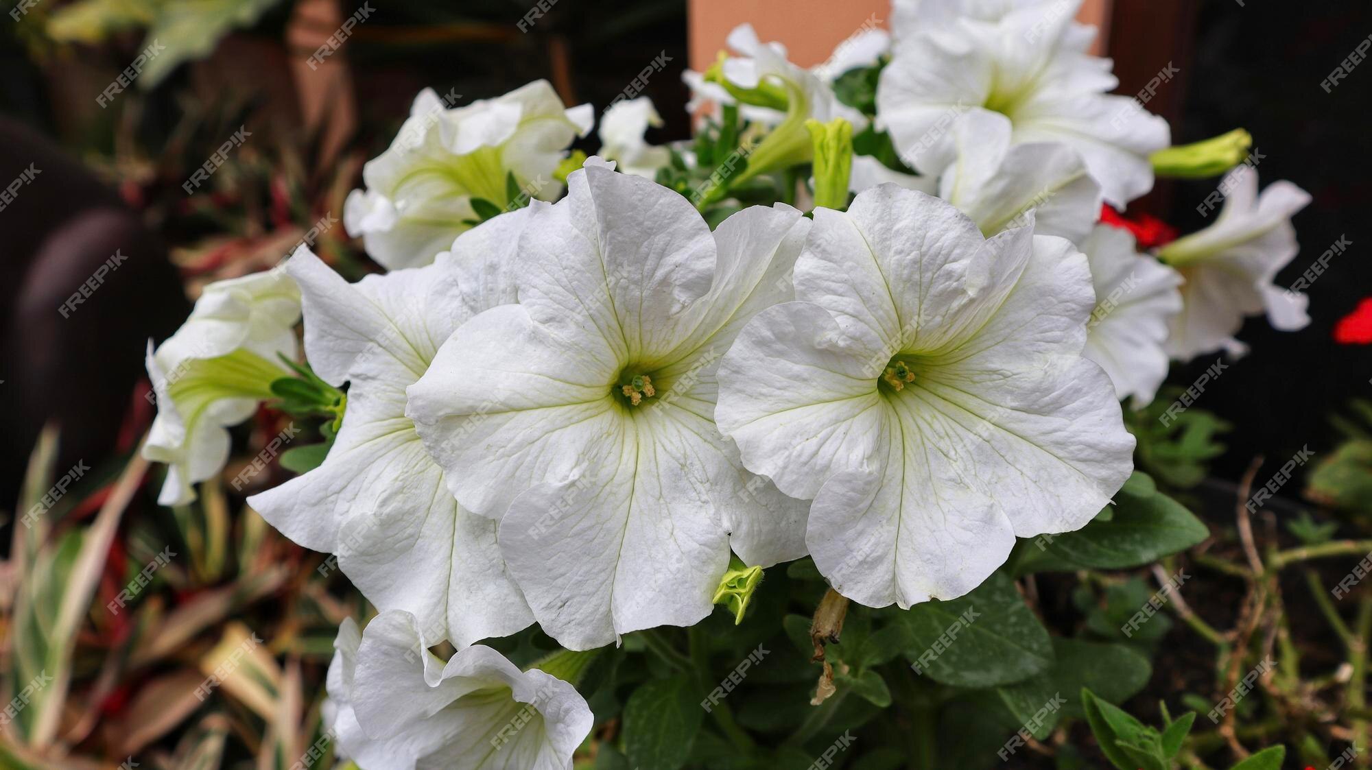 Groupe De Petunia Axillaris Fleur Blanche Qui Fleurit Dans Un Jardin |  Photo Premium