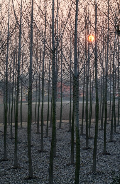 Photo groupe de peupliers au coucher du soleil