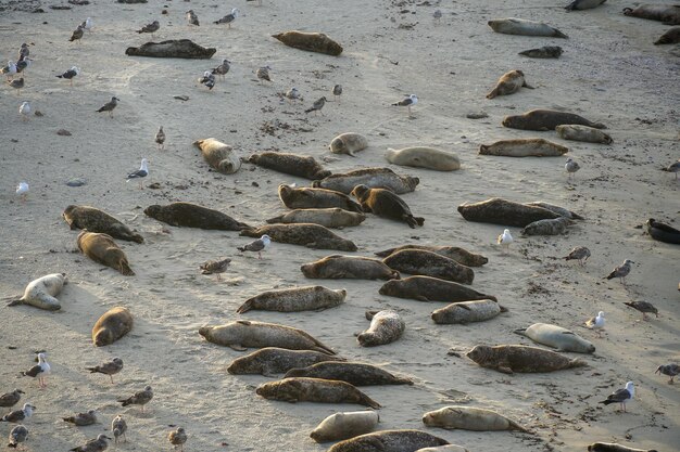 Un groupe de phoques est allongé sur la plage.