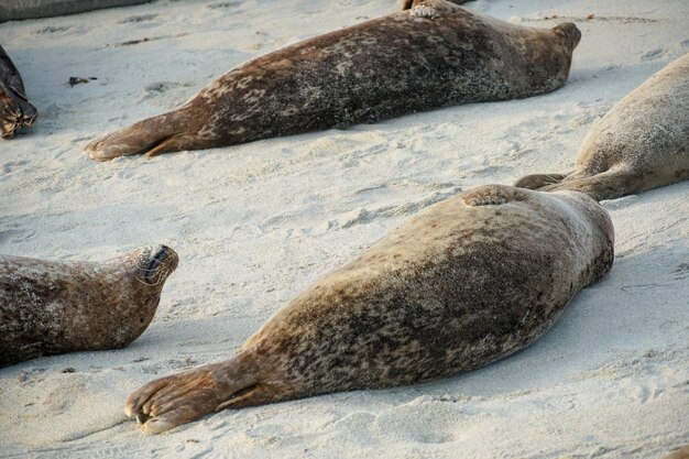 Un groupe de phoques se repose sur la plage