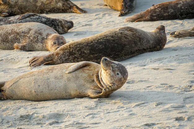 Un groupe de phoques se repose sur le sable.