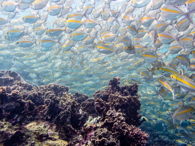 Groupe de photos sous-marines de Goldband Fusilier ou Pterocaesio Chrysozona est un poisson de mer