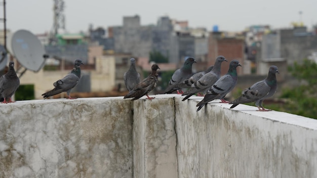 Un groupe de pigeons assis sur le mur du toit