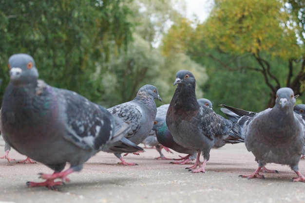 Groupe de pigeons gris dans un gros plan de parc de la ville