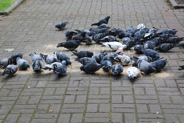 Groupe de pigeons mangeant des graines sur le trottoir. Concept animal.