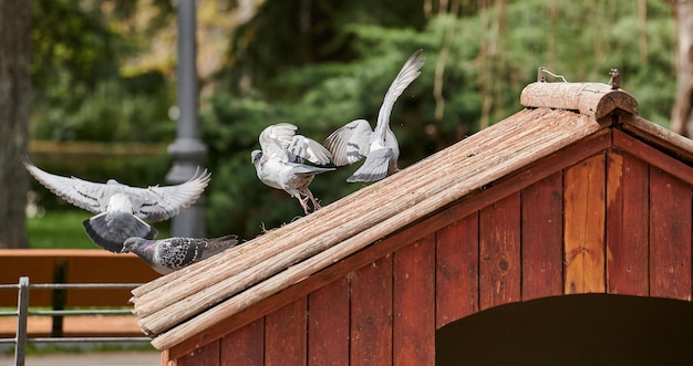 Groupe de pigeons prenant leur envol du haut d'une maison dans un étang de parc