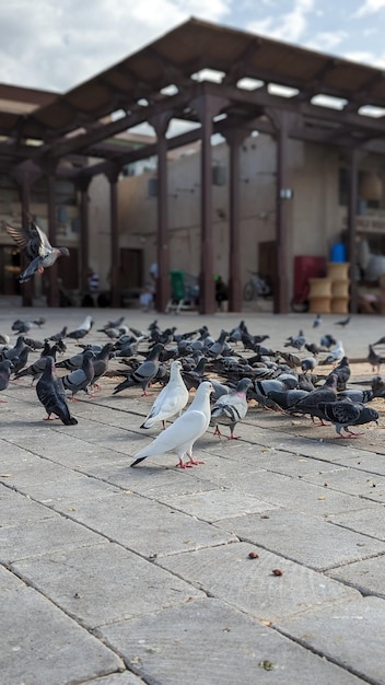 Photo un groupe de pigeons sont sur un patio