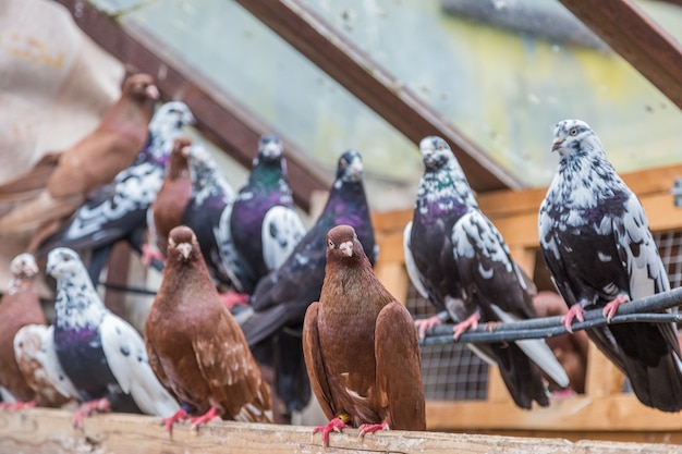 Groupe de pigeons voyageurs se reposant dans un nichoir