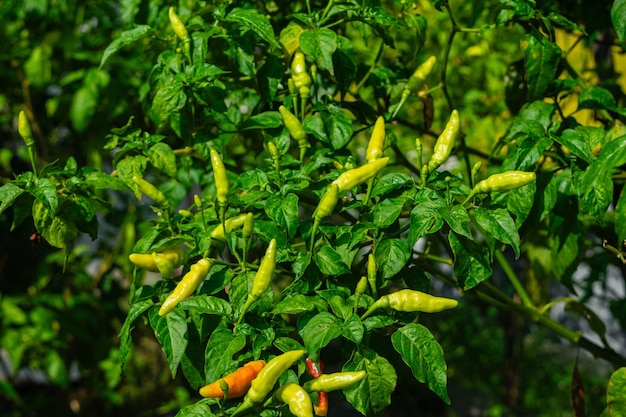 Un groupe de piments.