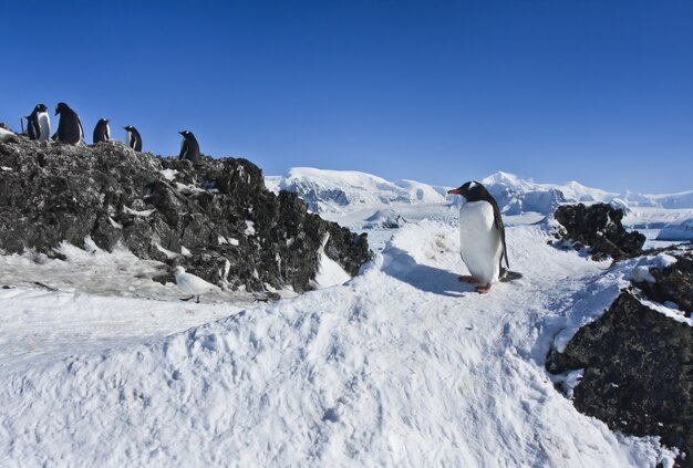 Groupe de pingouins