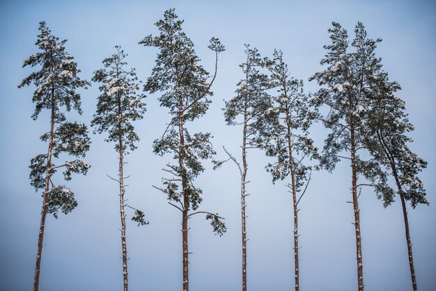 Un groupe de pins couverts de neige contre un ciel bleu