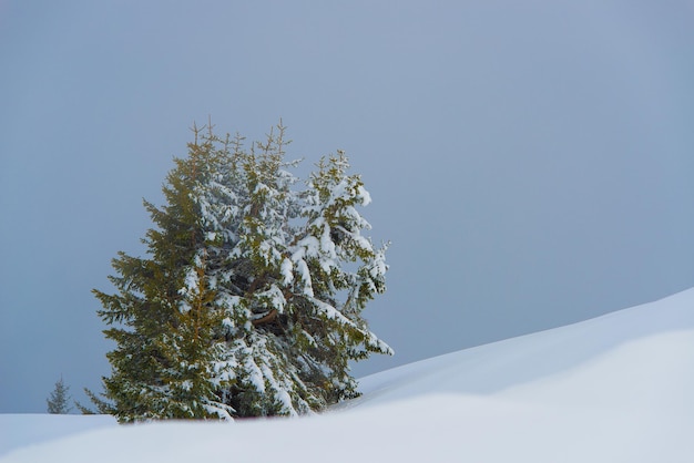 Groupe de pins dans la neige