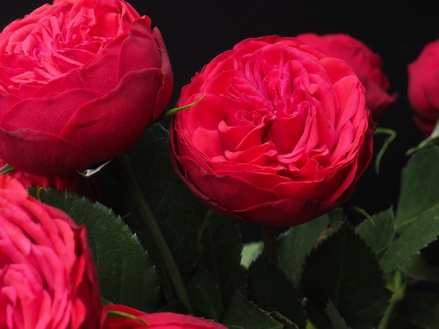 Un groupe de pivoines rouges avec des feuilles vertes