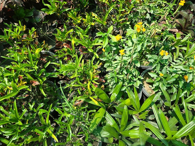 Photo un groupe de plantes à fleurs jaunes dans un jardin en plein air les plantes sont un mélange d'arbres, de sous-arbustes et d'herbes créant un spectacle vibrant et coloré