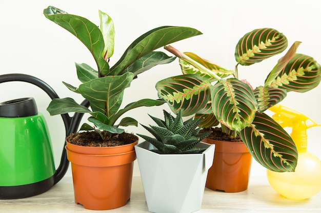 Un groupe de plantes d'intérieur en pot populaires Calathea Maranta Marantaceae Haworthia Ficus lirata Benjamin Echeveria Cultiver des plantes d'intérieur en pot vertes décoration d'intérieur soins et culture