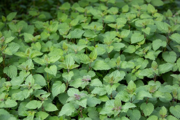 groupe de plantes d'ortie dans le jardin