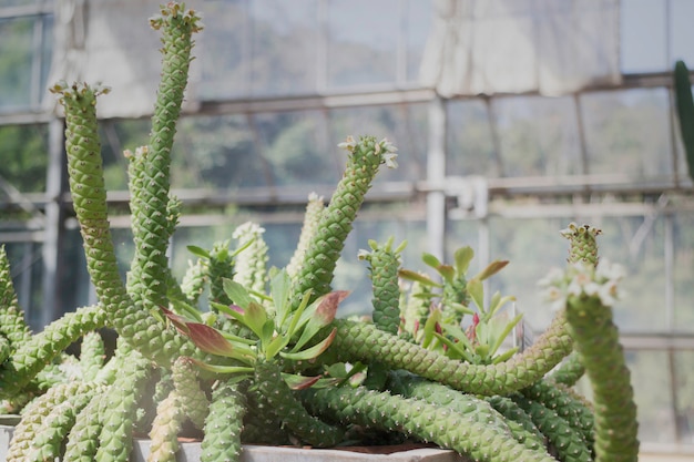 Groupe de plantes succulentes et de cactus