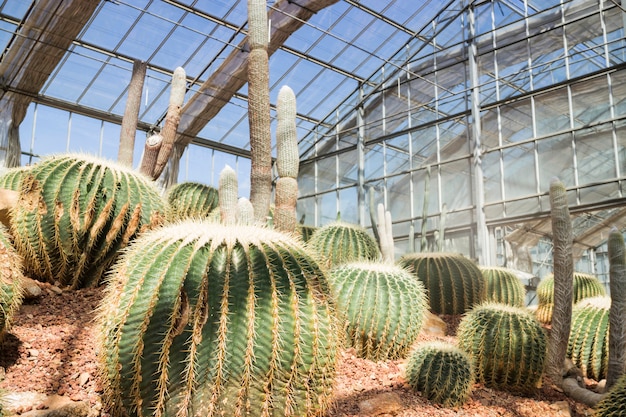 Groupe de plantes succulentes et de cactus