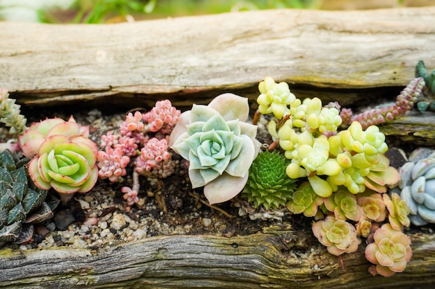 Groupe de plantes succulentes qui poussent sur le sol et le gravier