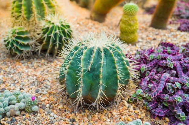 Groupe de plantes succulentes qui poussent sur le sol et le gravier