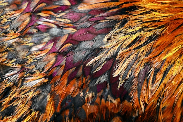 Groupe de plumes brunes lumineuses d'un oiseau