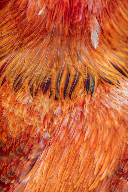 Groupe de plumes brunes lumineuses d'un oiseau