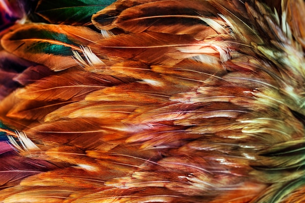 Groupe de plumes brunes lumineuses d'un oiseau