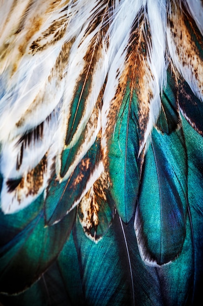 Groupe de plumes colorées lumineuses d'un oiseau