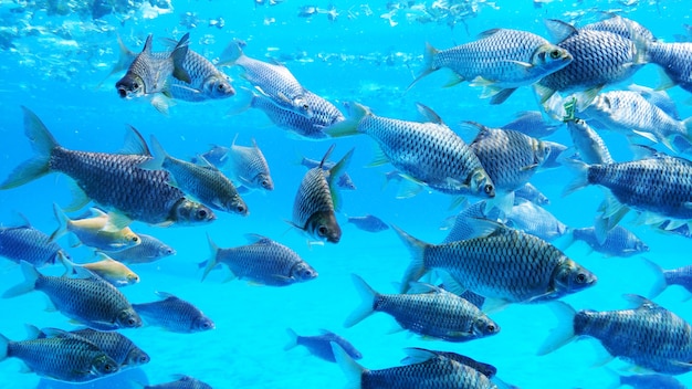 Groupe de poissons barbe d'argent dans l'eau.