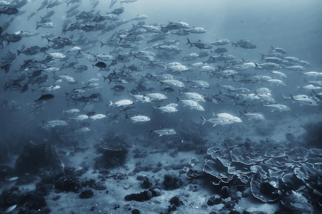 groupe de poissons blancs noirs / conception d'affiches de nature sous-marine