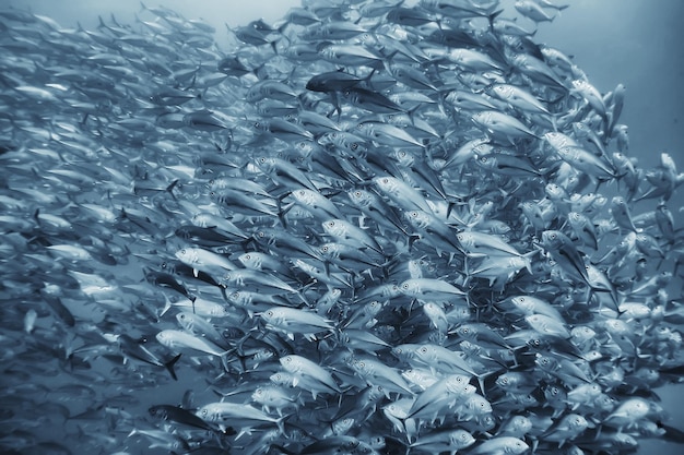 groupe de poissons blancs noirs / conception d'affiches de nature sous-marine